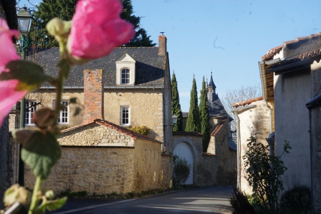 Une ruelle pavée étroite dans le village fleuri d'Aubigné-sur-Layon, bordée de maisons anciennes en schiste noir et de hautes roses trémières roses et rouges en pleine floraison sous un ciel bleu.