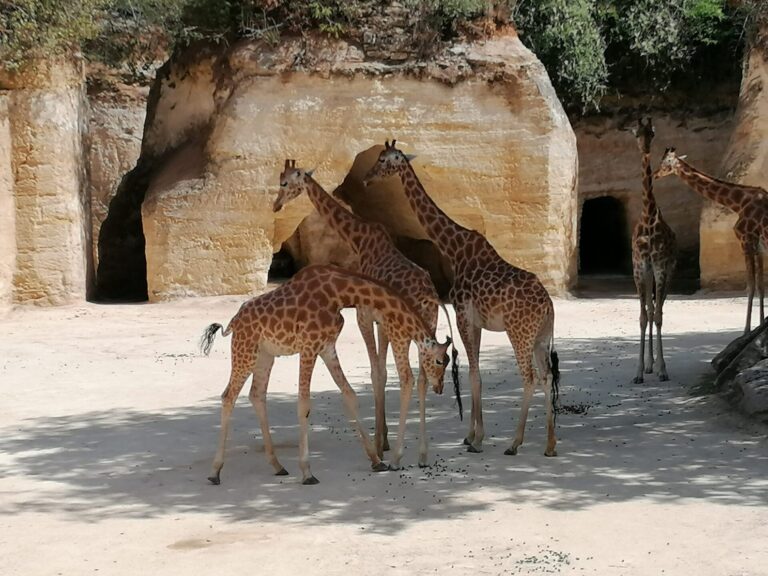 "Groupe de girafes au Bioparc de Doué-la-Fontaine déjeunant face au restaurant le Camp des Girafes, dans un décor de carrière de falun."
