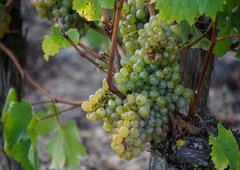 Une grappe de raisin Chenin Blanc mûre et dorée, suspendue à une vigne dans les Coteaux du Layon en Anjou. Les grains sont serrés, légèrement translucides sous le soleil. L'arrière-plan montre des rangées de vignes en pente descendant vers la vallée, avec la rivière Layon visible au loin sous un ciel lumineux.