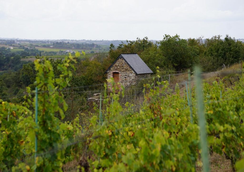 Sélection de vins du Val de Loire pour un voyage gourmand entre