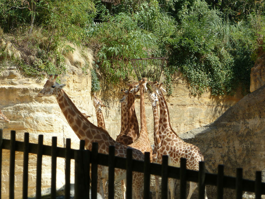 Bioparc Zoo de Doué la Fontaine le Relais de Mont Bioparc Zoo de Doué la Fontaine le Relais de Mont
